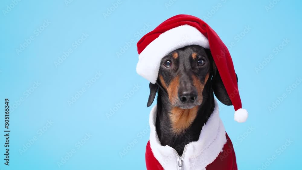 Cute little black and tan dachshund wearing funny Santa Claus costume sits on blue background and  turns its head from side to side. Copy space
