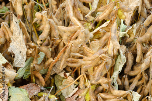 Close up dried soy bean