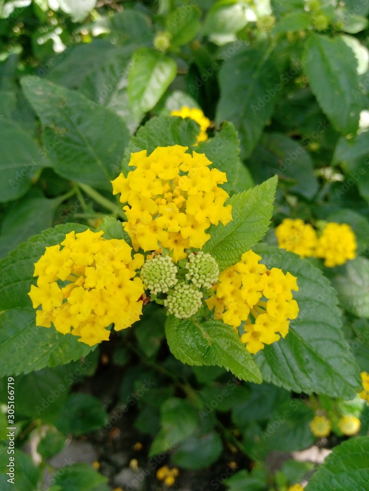 flor amarilla con hojas verdes flor amarilla con hojas verdes