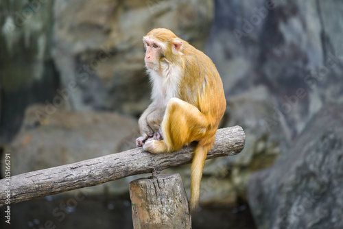 Rhesus Macaque  close up. Thailand © sikaraha