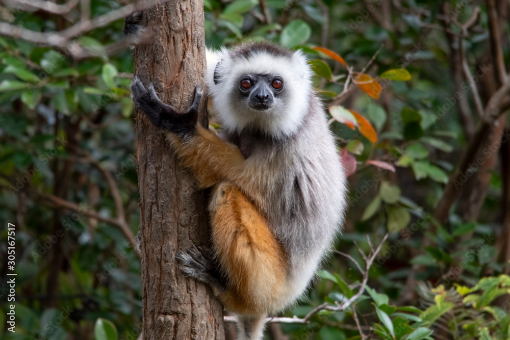 Fototapeta premium Diademed Sifaka hugs the Palm tree. Lemur. Madagascar