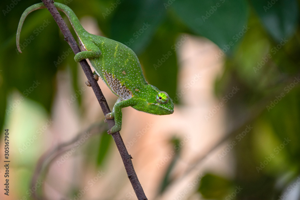 Canopy or Wills' Chameleon. Endemic. Madagascar. Africa