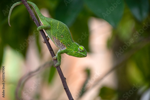 Canopy or Wills' Chameleon. Endemic. Madagascar. Africa