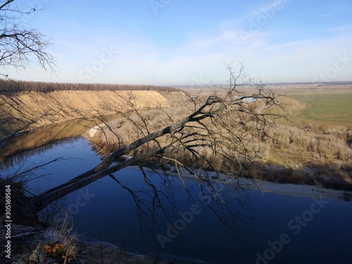  tree growing perpendicular to the ground