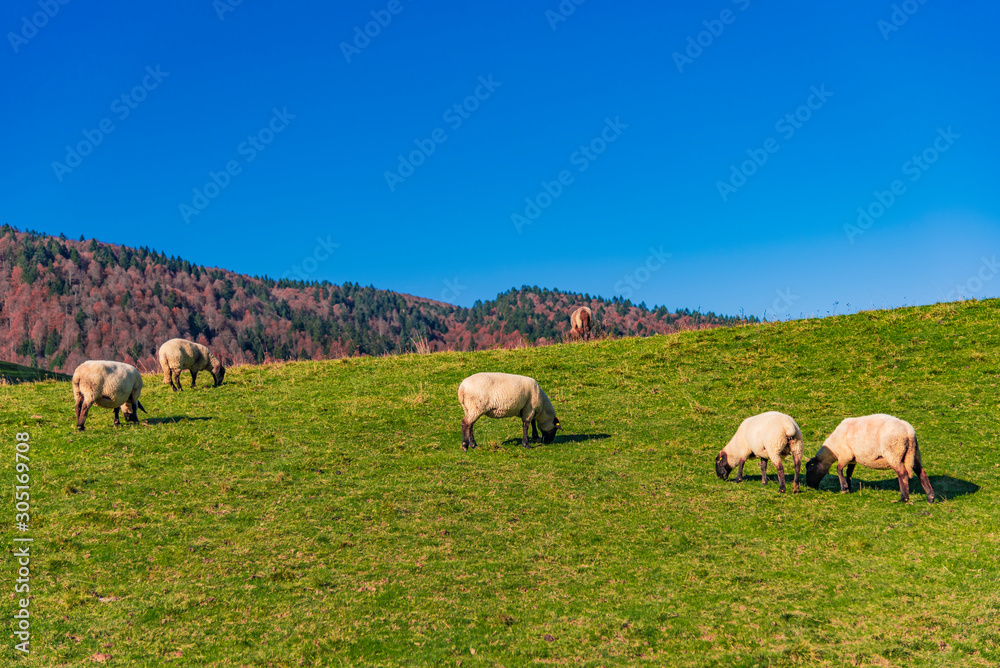 Fototapeta premium sheep on pasture