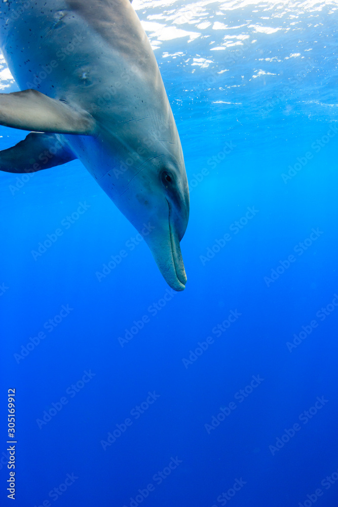 Fototapeta premium 小笠原の海を泳ぐミナミハンドウイルカ