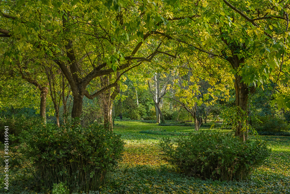 Naklejka premium Trees in the park in an autumn morning.
