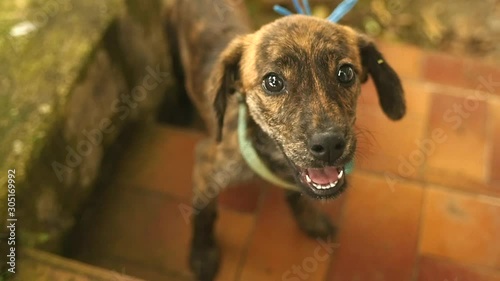 Skinny street puppy with sad eyes photo