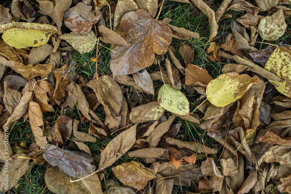 Dry autumn foliage on the grass on a cold October day. Texture. Background. Dry autumn foliage on the grass on a cold October day. Texture. Background.