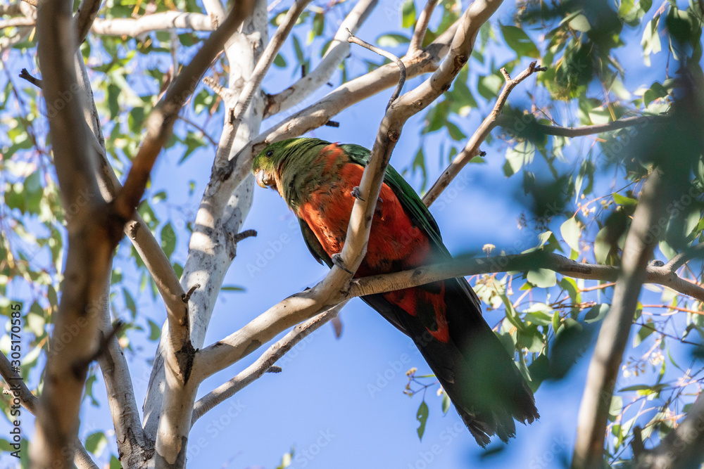 Obraz premium Australian King-parrot juvenile in a tree