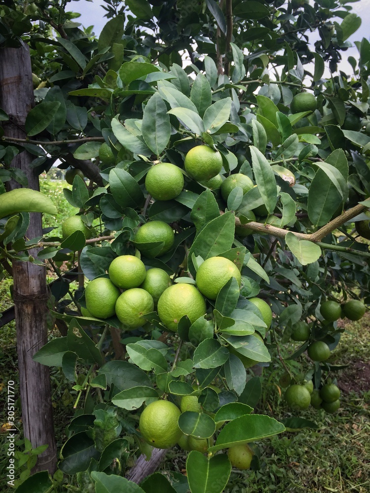 Organic Green Lemon Tree Field, Good for Ingredient Food and Squeeze for Drink