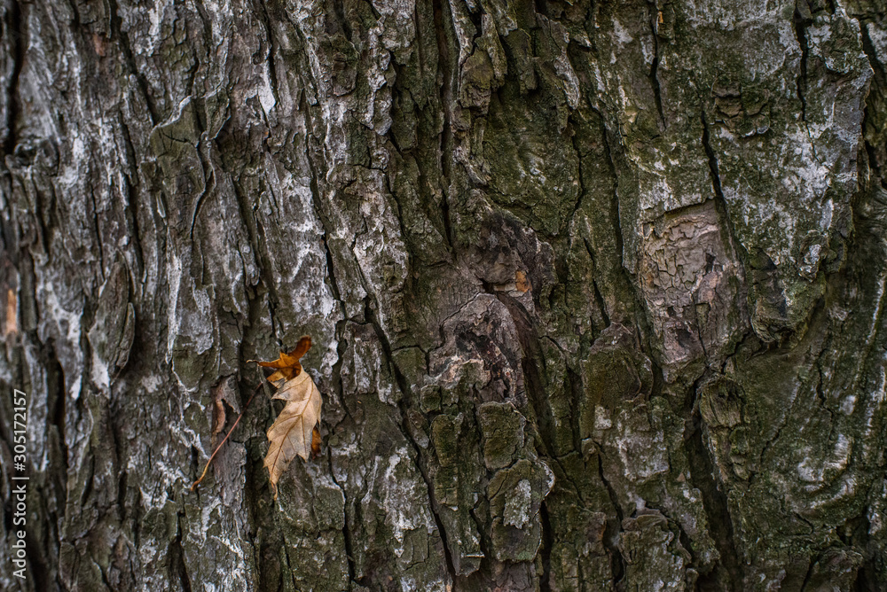 Obraz premium Bark of old autumn trees. Texture. Background.