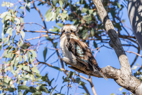 Laughing Kookaburra in a tree