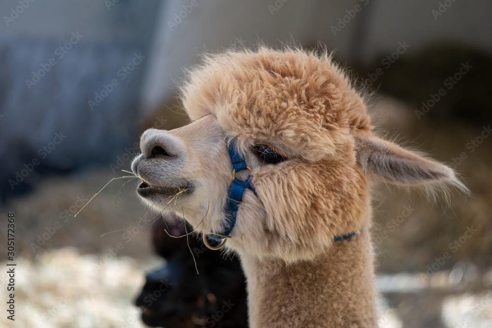 Obraz premium Freundliches hellbraunes Alpaka mit blauem Halfter kaut Heu