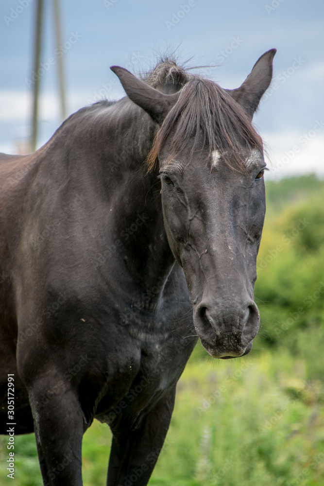 portrait of horse portrait of horse