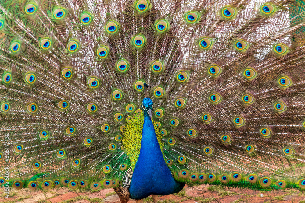 Fototapeta premium Peacock in a farm at Samaipata Bolivia