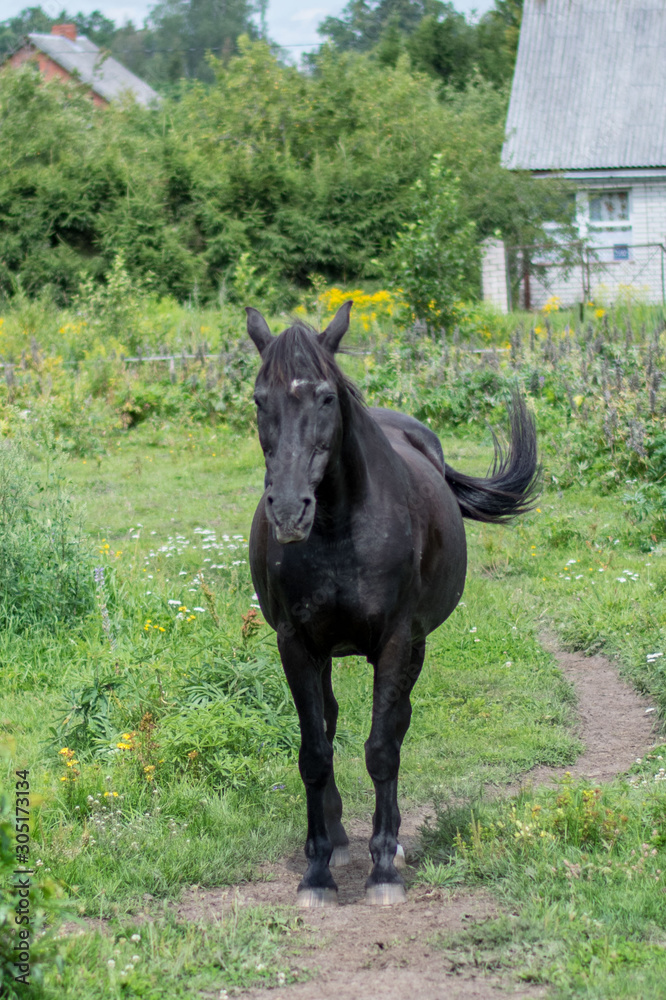 horse in a field