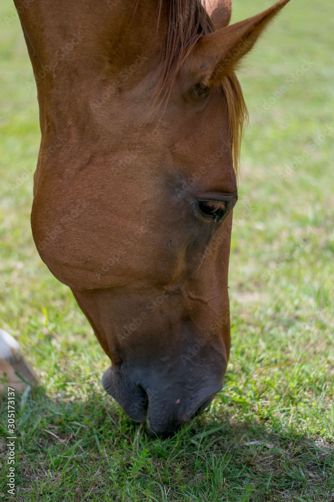 Fototapeta premium portrait of a horse