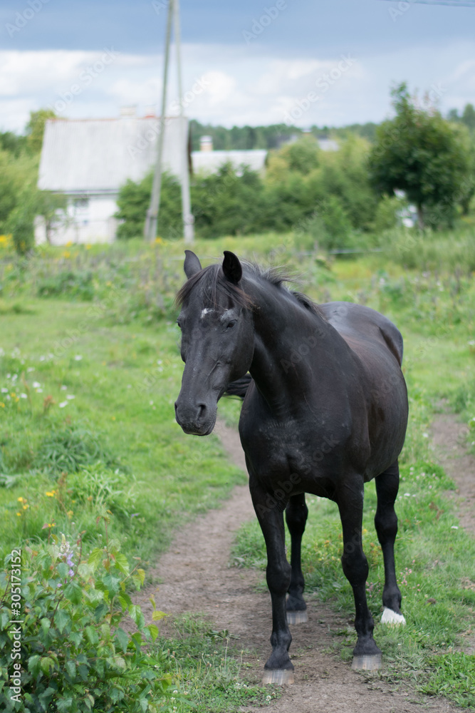 horse in a field