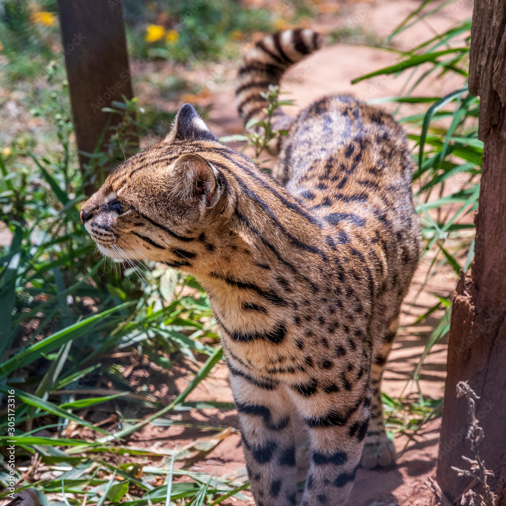 Obraz premium Geoffroy cat, Ocelot at Samaipata Bolivia.