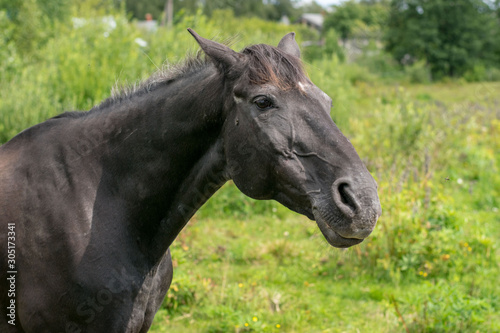 portrait of horse in field © Edgars