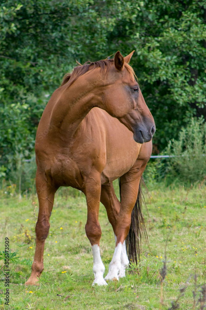 horse in the field