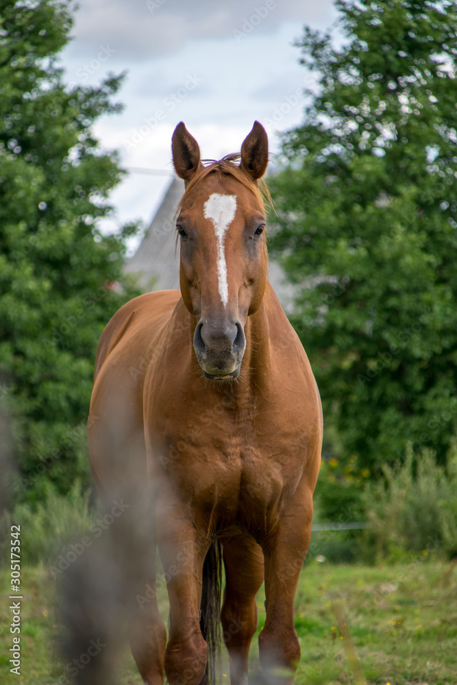 portrait of a horse