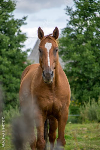 portrait of a horse