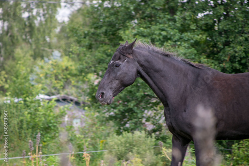 Fototapeta Naklejka Na Ścianę i Meble -  horse in the field