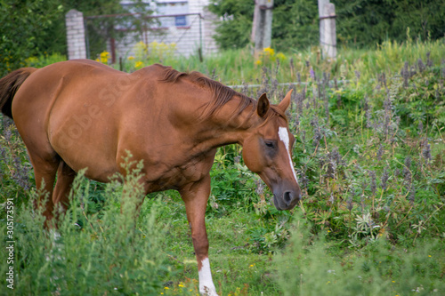 horse and foal