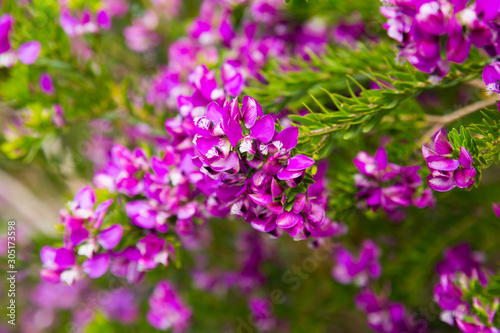 pink polygala myrtifolia flowers