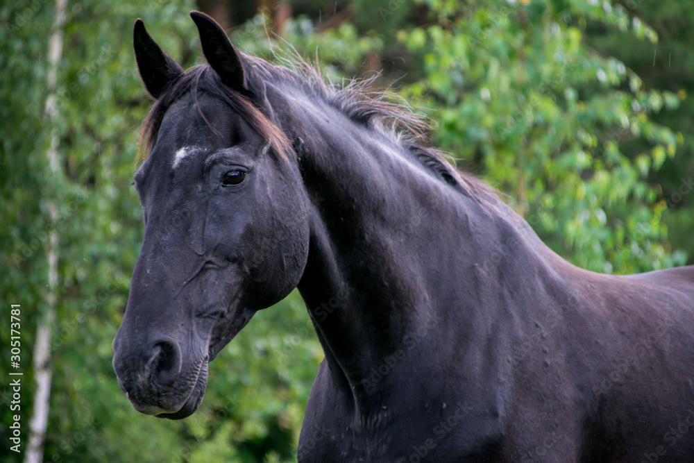 Obraz premium portret konia