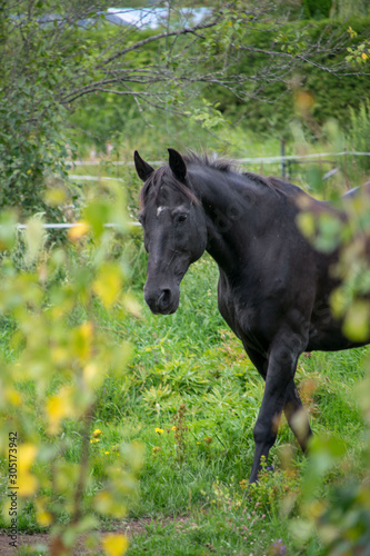 horse in a field