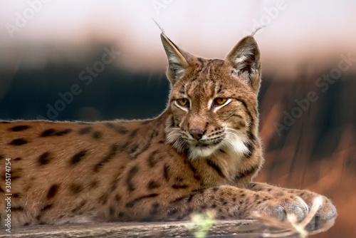 portrait of a lynx