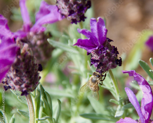 honey bee garden munich lavender