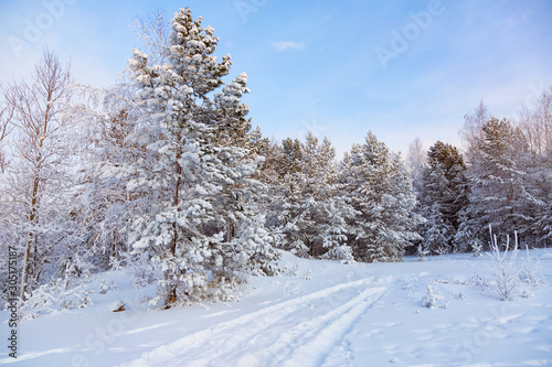Sunny winter day with snow in the Siberia forest.Frosty sunny day with a blue sky. © tea102