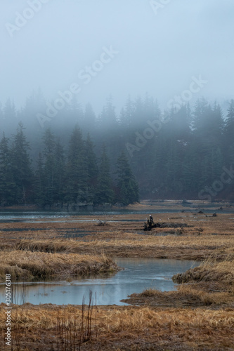 Foggy Coastal Forest