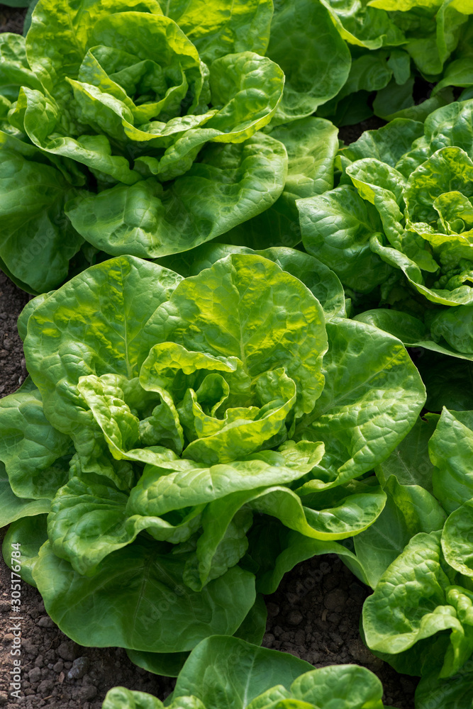 Fresh organic lettuce growing in a greenhouse - selective focus, vertical orientation Fresh organic lettuce growing in a greenhouse - selective focus, vertical orientation