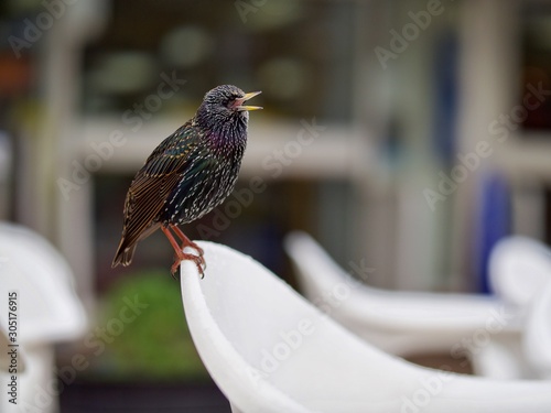 Starling 