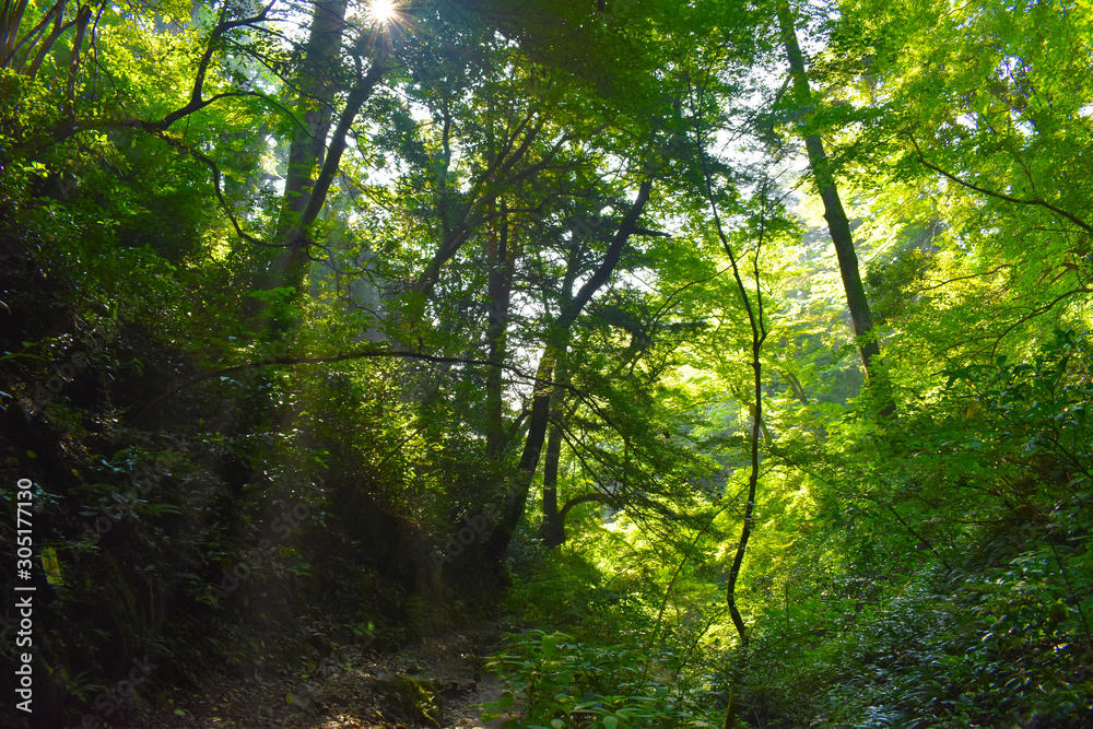 Fototapeta premium 自然