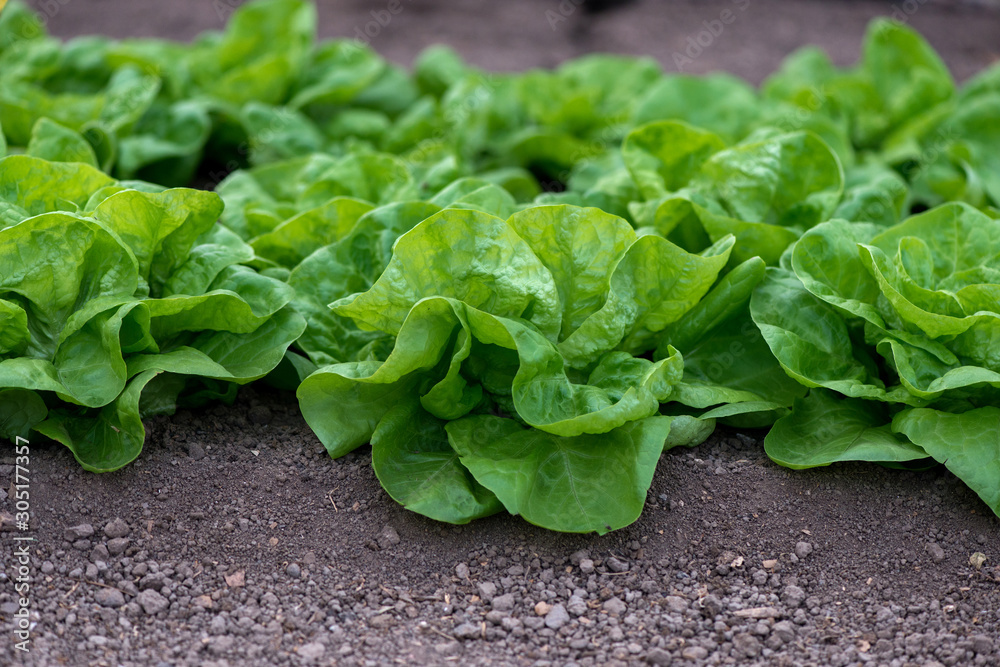 Close up of fresh organic lettuce growing in a greenhouse - selective focus Close up of fresh organic lettuce growing in a greenhouse - selective focus