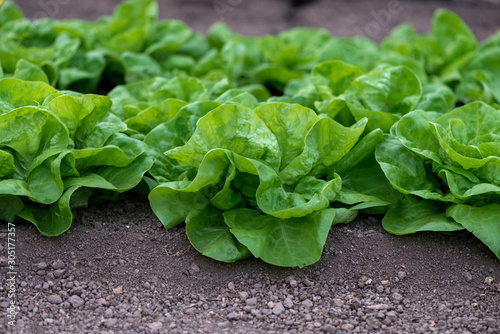 Close up of fresh organic lettuce growing in a greenhouse - selective focus