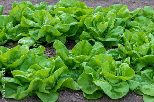 Close up of fresh organic lettuce growing in a greenhouse - selective focus