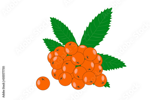 Rowan branch with leaves and berries  isolated on white background. Bunch of fresh rowan. Medical plants, herbs flat icon. For the package of health, beauty natural products, label, print. Vector