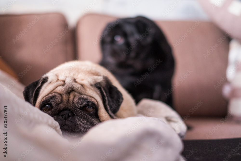 pug dog is having fun playing under the blanket. Lying on a brown couch, you look with tender eyes wrapped in a white blanket.