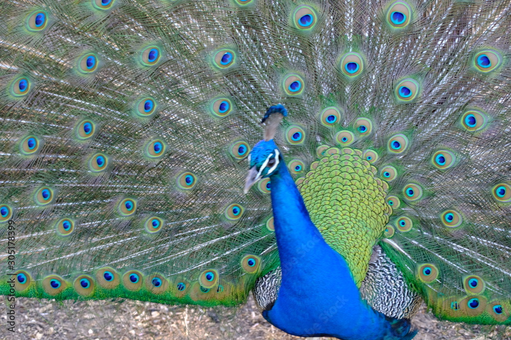 Obraz premium peacock with feathers