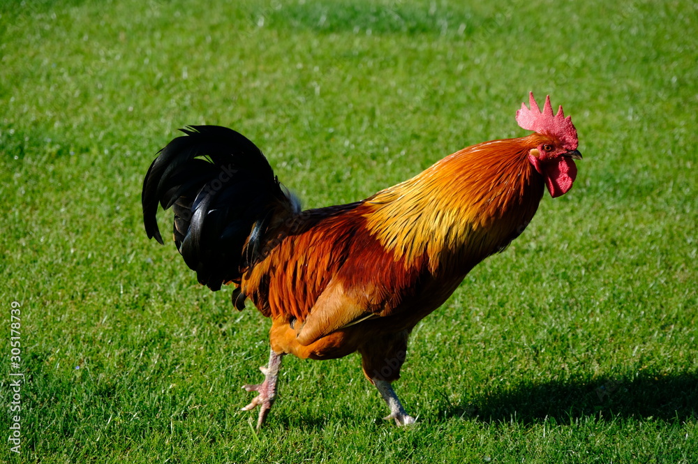 Fototapeta premium rooster on farm
