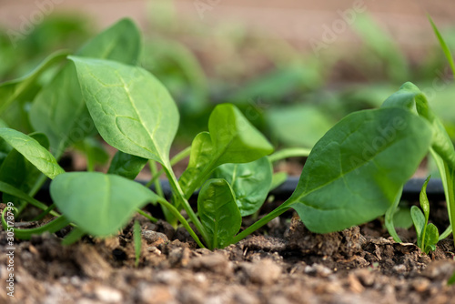 Young fresh organic spinach plants and drip irrigation system in a greenhouse - selective focus
