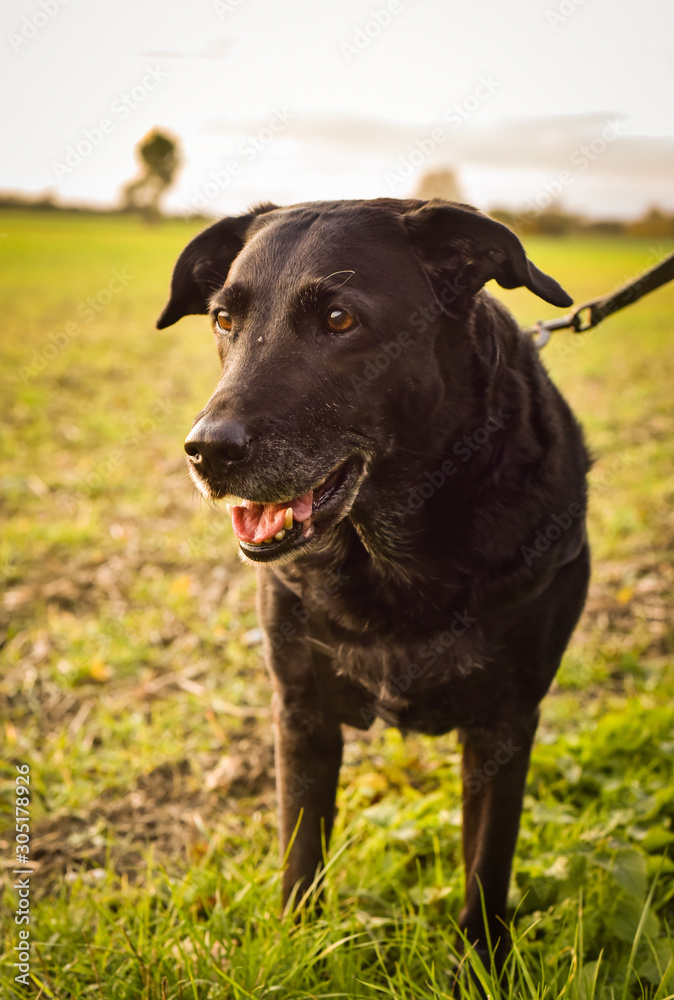 Black Labrador being taken for a walk in a field