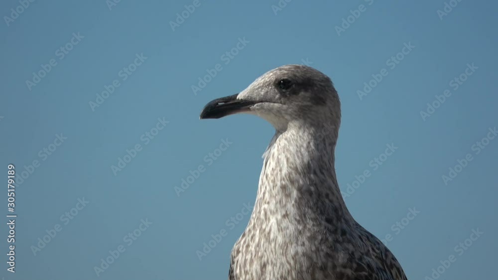 Blackpool Seagulls Will Make You happy